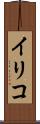 イリコ Scroll