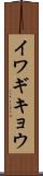 イワギキョウ Scroll