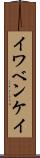 イワベンケイ Scroll