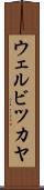 ウェルビツカヤ Scroll