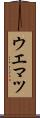 ウエマツ Scroll