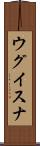 ウグイスナ Scroll
