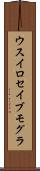 ウスイロセイブモグラ Scroll