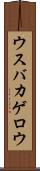 ウスバカゲロウ Scroll