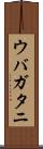 ウバガタニ Scroll