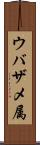 ウバザメ属 Scroll