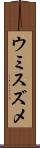 ウミスズメ Scroll