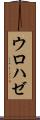 ウロハゼ Scroll