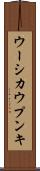 ウーシカウプンキ Scroll