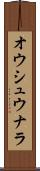 オウシュウナラ Scroll