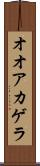 オオアカゲラ Scroll