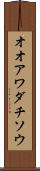 オオアワダチソウ Scroll