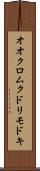 オオクロムクドリモドキ Scroll