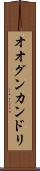 オオグンカンドリ Scroll