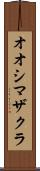 オオシマザクラ Scroll
