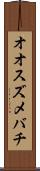 オオスズメバチ Scroll