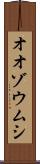 オオゾウムシ Scroll