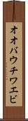 オオバウチワエビ Scroll