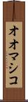 オオマシコ Scroll