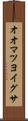 オオマツヨイグサ Scroll