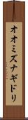 オオミズナギドリ Scroll