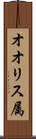 オオリス属 Scroll