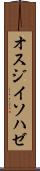 オスジイソハゼ Scroll