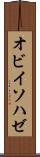 オビイソハゼ Scroll