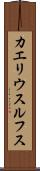 カエリウスルフス Scroll