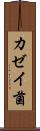 カゼイ菌 Scroll