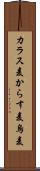 カラス麦 Scroll