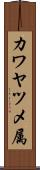 カワヤツメ属 Scroll
