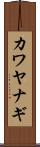 カワヤナギ Scroll
