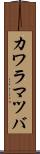 カワラマツバ Scroll