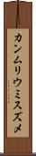 カンムリウミスズメ Scroll