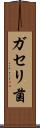 ガセリ菌 Scroll