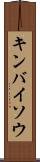 キンバイソウ Scroll