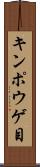 キンポウゲ目 Scroll