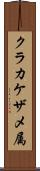 クラカケザメ属 Scroll
