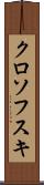 クロソフスキ Scroll