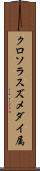 クロソラスズメダイ属 Scroll