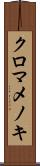 クロマメノキ Scroll