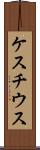 ケスチウス Scroll