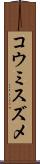 コウミスズメ Scroll