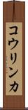 コウリンカ Scroll