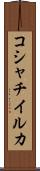 コシャチイルカ Scroll