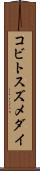 コビトスズメダイ Scroll