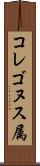 コレゴヌス属 Scroll