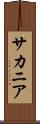 サカニア Scroll