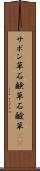 サボン草 Scroll